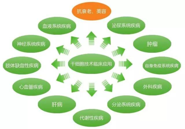 干細(xì)胞臨床應(yīng)用時(shí)代到來(lái) 人體干細(xì)胞技術(shù)開發(fā)與應(yīng)用
